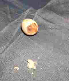 文鳥配對技巧 文鳥配對技巧