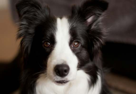 狗狗體味護理 狗狗體味護理