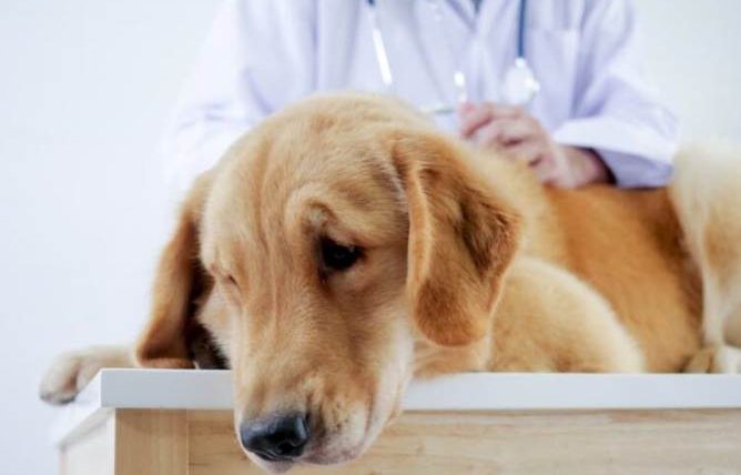 狗狗腫瘤會痛嗎