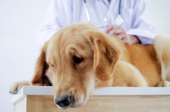 狗狗腫瘤會痛嗎？獸醫解析疼痛真相、症狀觀察與舒緩對策