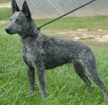 澳洲牧牛犬飼養