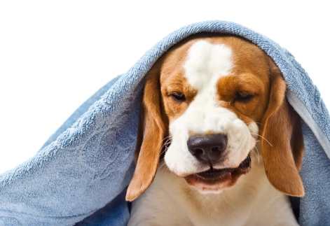 狗狗清晨咳嗽原因