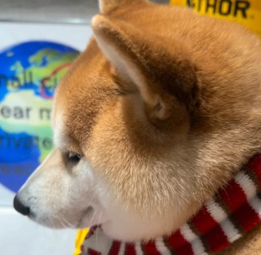 柴犬洗澡 柴犬洗澡