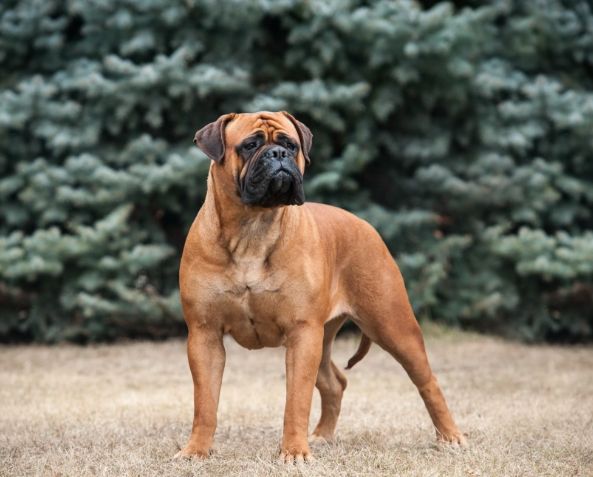 大型犬健康問題 大型犬健康問題