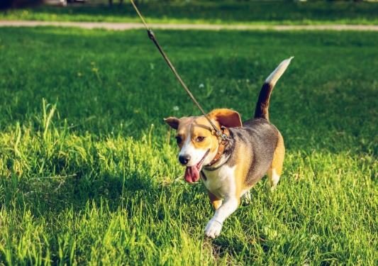 遛狗技巧 遛狗技巧