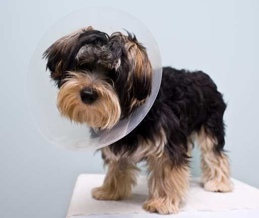 公狗結紮後變化 公狗結紮後變化