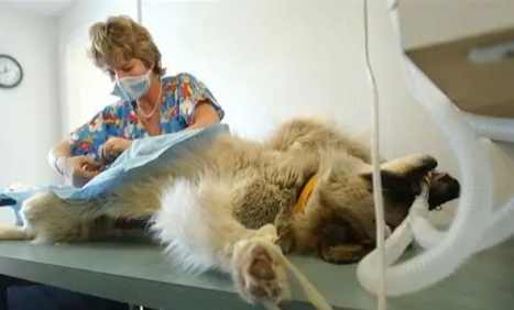 母狗絕育副作用