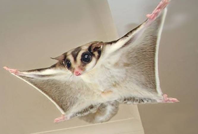 蜜袋鼯聲音意思 蜜袋鼯聲音意思