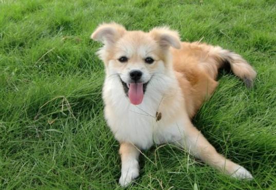 黑木耳對狗的好處 黑木耳對狗的好處