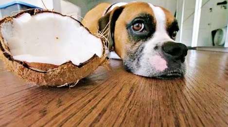 狗狗飲食安全 狗狗飲食安全