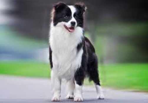 迷你澳牧体型 迷你澳牧体型