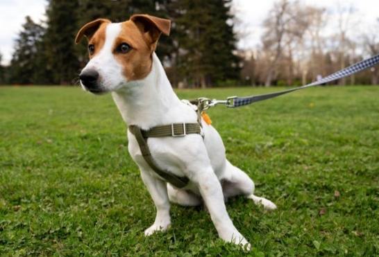 牽狗技巧 牽狗技巧