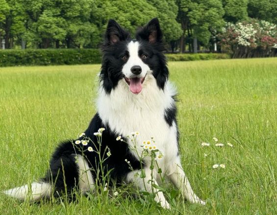 邊境牧羊犬體味 邊境牧羊犬體味