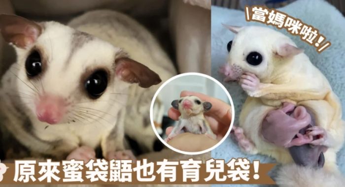 蜜袋鼯繁殖季節 蜜袋鼯繁殖季節