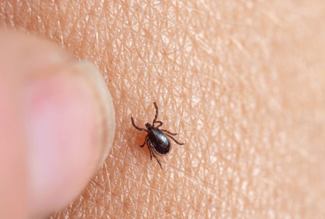 蜱蟲天敵全攻略：自然防治蜱蟲的有效生物與實用方法