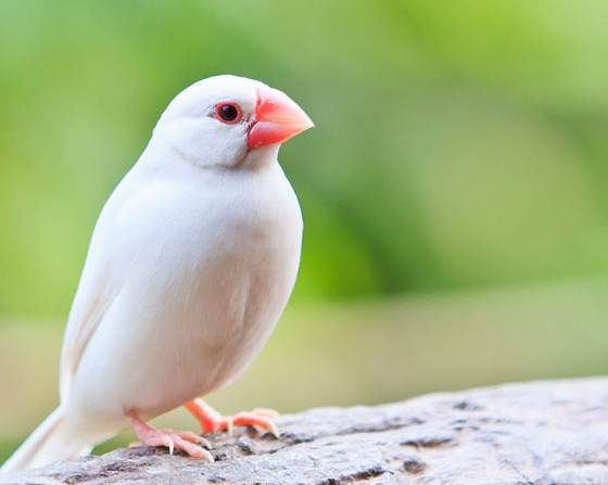 白文鳥智能 白文鳥智能
