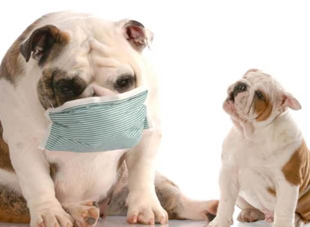 寵物止咳藥推薦 寵物止咳藥推薦