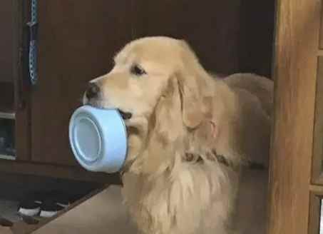 狗狗吃馬鈴薯注意事項 狗狗吃馬鈴薯注意事項