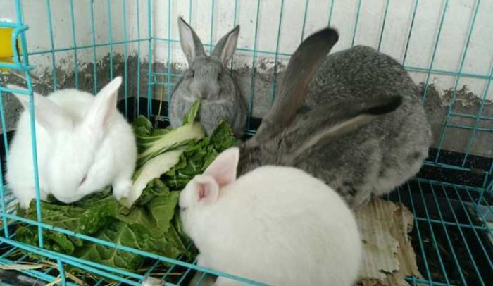 兔子與其他寵物相處