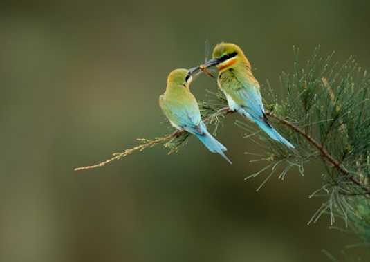 小鸟冬眠 小鸟冬眠