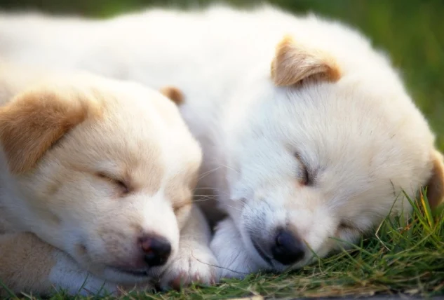 狗狗身上長肉瘤