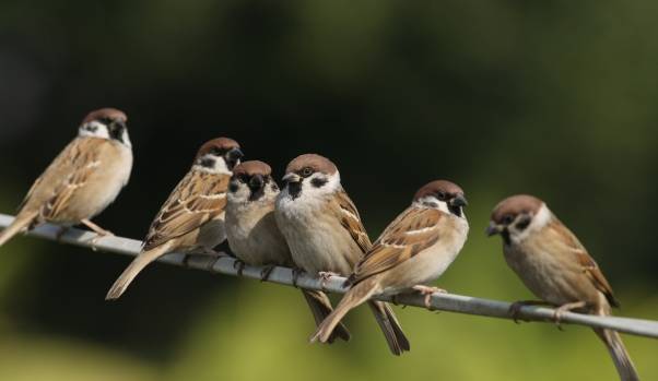 促進鳥繁殖 促進鳥繁殖