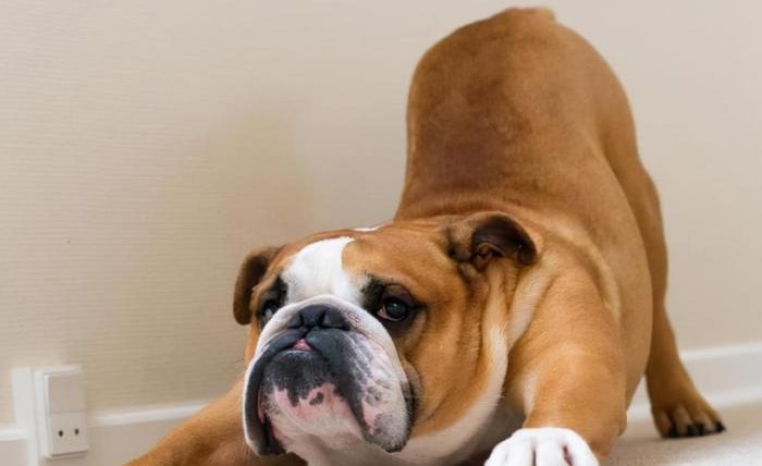 狗狗拱背夾尾巴