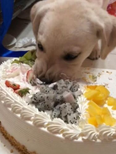 抹茶蛋糕對狗的影響 抹茶蛋糕對狗的影響