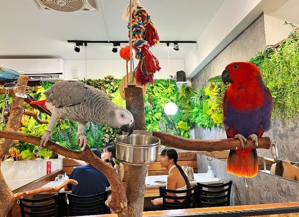 鸚鵡咖啡中毒症狀