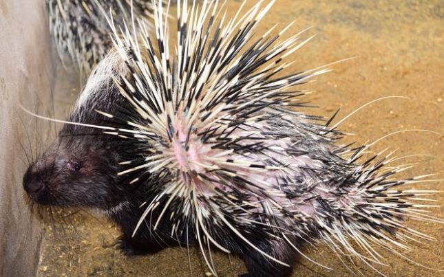 箭豬射箭技巧 箭豬射箭技巧