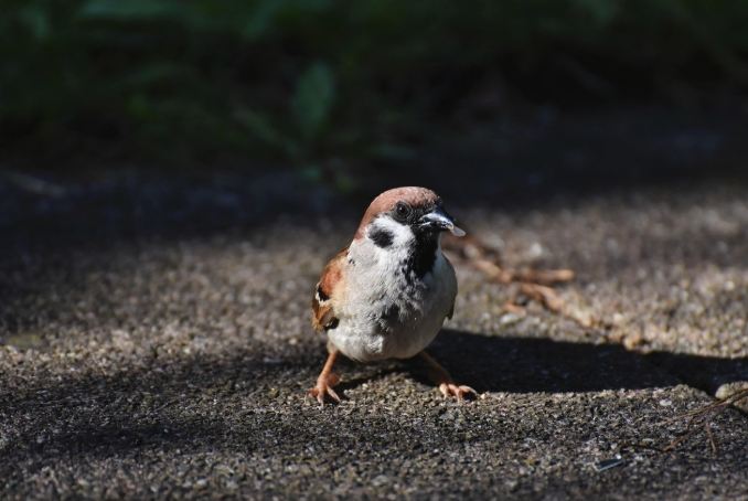 幼鳥一直叫原因
