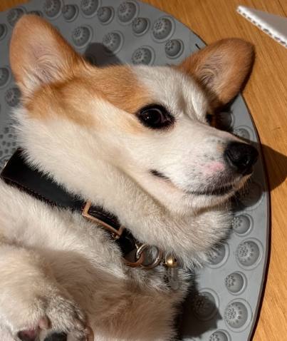 柯基吠叫原因 柯基吠叫原因