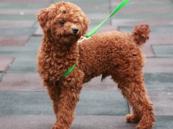 泰迪犬飼養 泰迪犬飼養