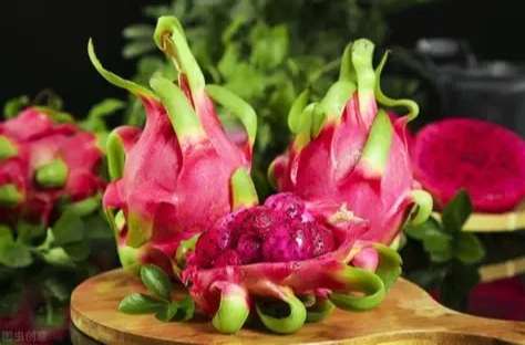 狗狗飲食禁忌 狗狗飲食禁忌