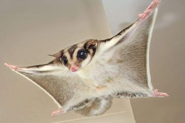 蜜袋鼯死亡原因