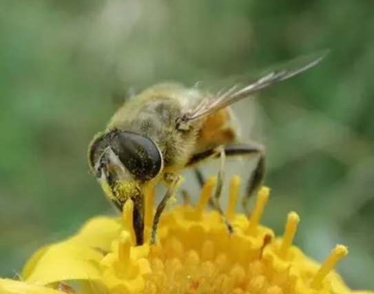被蜜蜂蛰了怎么办