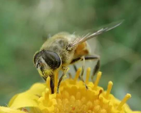被蜜蜂螫了怎麼辦？緊急處理步驟與預防指南