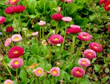 小雛菊花色種類 小雛菊花色種類