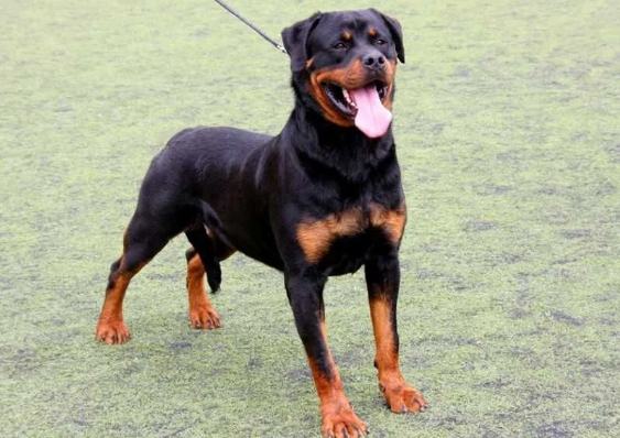 羅威納犬訓練 羅威納犬訓練