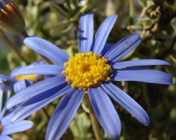 藍色雛菊 種植 藍色雛菊 種植