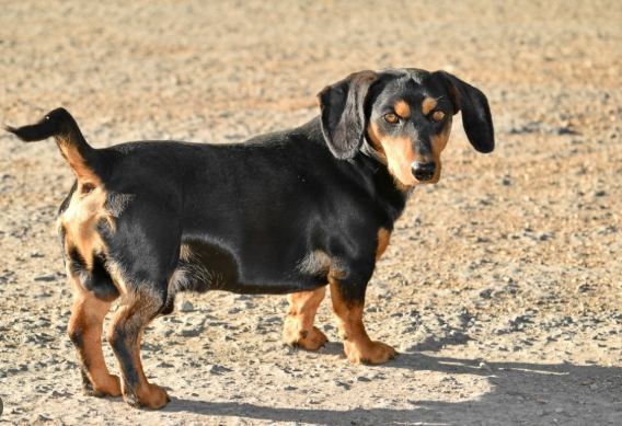 臘腸狗品種特徵 臘腸狗品種特徵