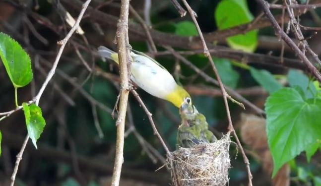 綠繡眼幼鳥飲食 綠繡眼幼鳥飲食