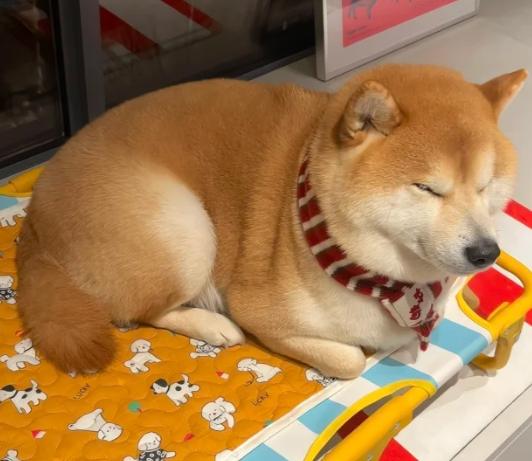 柴犬一天睡多久 柴犬一天睡多久