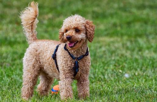 貴賓狗洗澡注意事項 貴賓狗洗澡注意事項