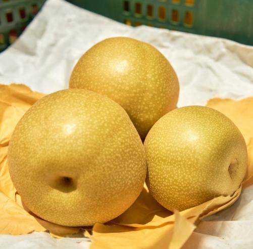 卓蘭水果特產全攻略：品種、選購技巧與季節指南