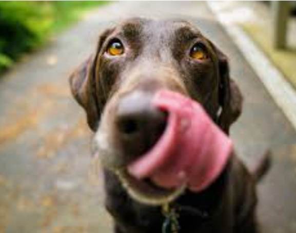 狗狗吃雞胸肉 狗狗吃雞胸肉