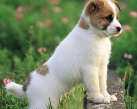 狗狗腎衰竭存活時間 狗狗腎衰竭存活時間