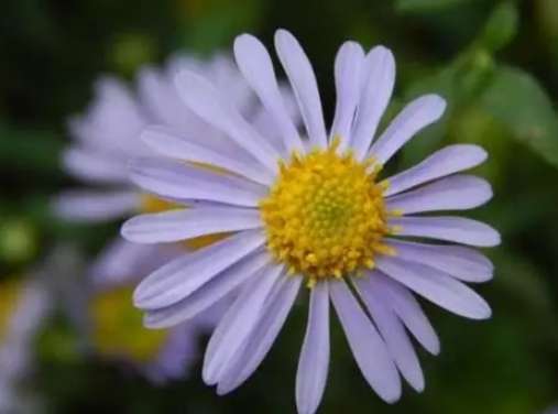 藍色雛菊種植 藍色雛菊種植