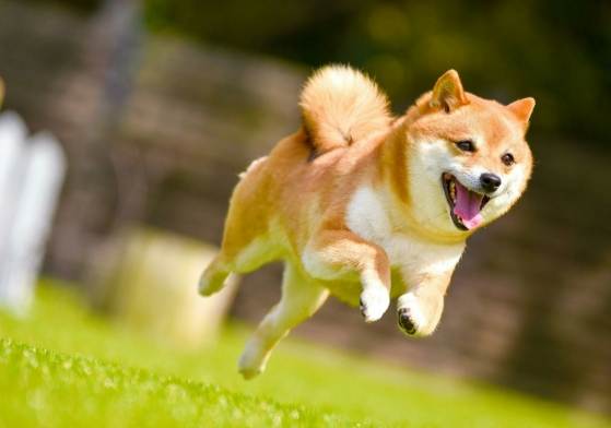 柴犬怕熱 柴犬怕熱