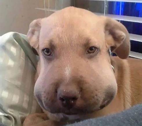 寵物蜜蜂叮急救 寵物蜜蜂叮急救